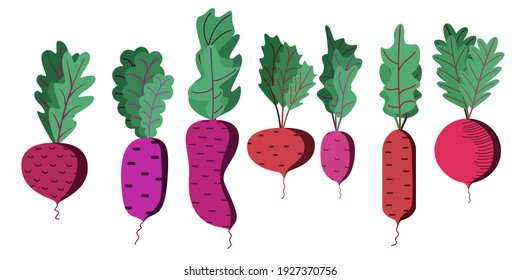 Un amplio conjunto de coloridas remolachas con top. Una caricatura vegetal fresca aislada en un fondo blanco. La ilustración se utiliza para revistas, libros, afiches, postales, portada de menú, páginas web.