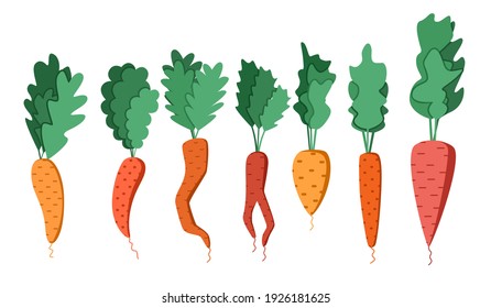A bright vector set of colorful carrots with tops. A fresh cartoon vegetable isolated on a white background. The illustration is used for magazine, book, poster, postcard, menu cover, web pages.