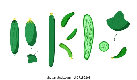 Bright vector set of colorful fresh cucumber. Fresh cartoon vegetable isolated on a white background. The illustration is used for magazine, book, poster, postcard, menu cover, web pages.
