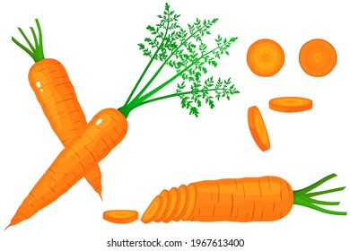 Bright vector set of colorful half, slice and whole of carrot. Fresh cartoon vegetable isolated on white background. Illustration used for magazine, book, poster, card, menu cover, web pages.
