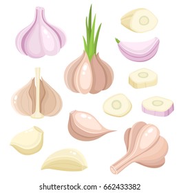 Bright vector set of colorful half and whole of garlic. Fresh cartoon different vegetable isolated on white background used for magazine, book, poster, card, menu cover, web pages.