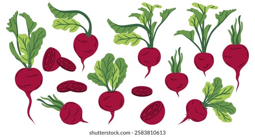 Bright vector set of colorful halves, slices and whole beets with green stems. Fresh vegetable isolated on white background. For cooking, advertising, menus.