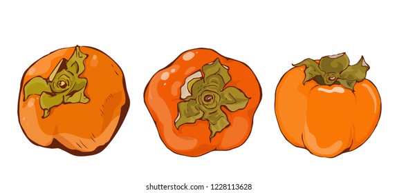 Bright vector set of colorful whole juicy persimmon. Fresh cartoon persimmon isolated on white background. Juice or jam logotype.