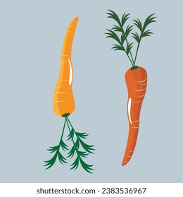 Un vector brillante conjunto de colorido y toda la zanahoria. Verdura de caricatura fresca aislada de fondo blanco. Ilustración utilizada para revistas, libros, afiches, tarjetas, portada de menús, páginas web.
