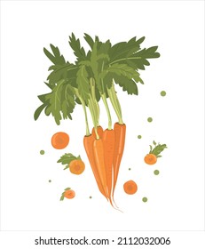 Bright vector set of slices and whole carrots. Fresh vegetable isolated on white background. The illustration is used for menu cover, web page. magazine, book.