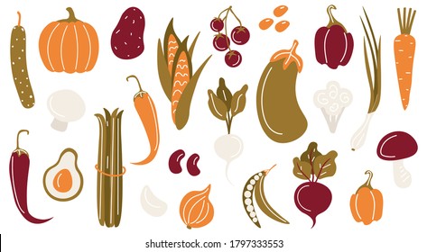 Bright vegetables. A set of beautiful vector vegetables, herbs and mushrooms. Autumn harvest and vegetable garden. Avocado, pumpkin, asparagus, radish, beetroot. Vector flat hand drawing illustration.