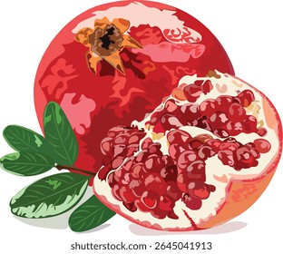 Bright and vibrant vector illustration of a fresh dalim (pomegranate) with whole fruit and juicy seeds. Perfect for food, health, and organic themes. Isolated on white, clean and detailed.