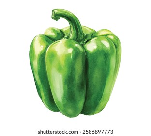 Bright and vibrant watercolor illustration of three fresh green bell peppers with green stems, showcasing their glossy texture and natural beauty. Perfect for culinary, gardening