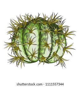 Bright vivid cacti cactus or exotic desert plant succulent. Vector.