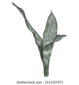 Bright vivid drawn tropical plant and leaves. Fresh exotic leaves and branch from the jungle forest.