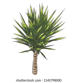 Bright vivid drawn tropical plant and leaves. Fresh exotic leaves and branch from the jungle forest.