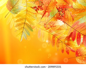 Bright warm sun light, orange dry leaves, autumn season. EPS10