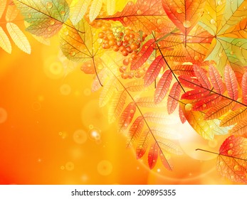 Bright warm sun light, orange dry leaves, autumn season. EPS10