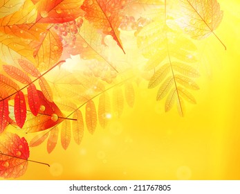 Bright warm sun light, orange dry leaves, autumn season. EPS10