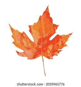 Bright watercolor painted artistic orange red watercolor maple leaf vector illustration isolated on white background. Autumn leaves element for fall design.