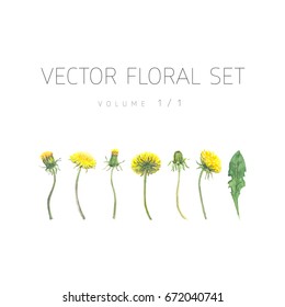 Bright watercolor set of vector flowers with leaf isolated on white background