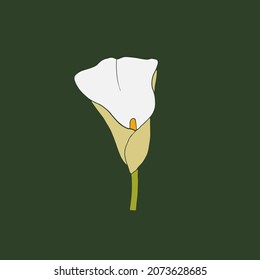 Bright White Water Cala Lily Close Up. White Flower On Green Background. Tropical Floral Vector Card With Empty Space. Aquatic Plant