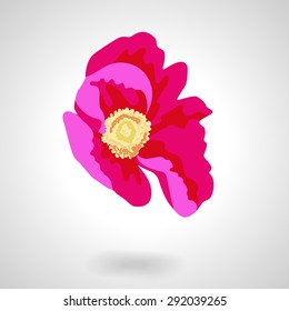 Bright wild rose flower close-up