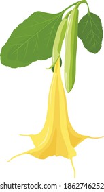 Vektorgelbe brugmansia-Blume, einzeln auf weißem Hintergrund.  Engel's Trumpet Blume. Geeignet für Postkarten, Gartenarbeit.