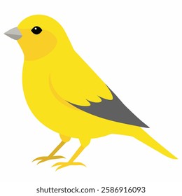 A bright yellow canary bird. Songbird vector illustration isolated on white background.Suitable for education poster ornithology ,children's books. 