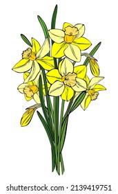 Bright, yellow daffodils in a bouquet. Vector illustration. Narcissus