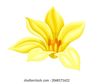 Bright Yellow Flower with Showy Petals and Stamen Closeup Vector Illustration