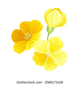 Bright Yellow Flower with Showy Petals and Stamen Closeup Vector Illustration