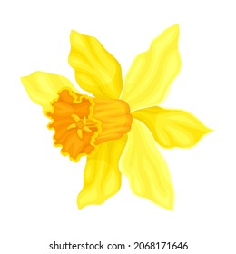 Bright Yellow Flower with Showy Petals and Stamen Closeup Vector Illustration