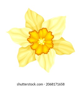 Bright Yellow Flower with Showy Petals and Stamen Closeup Vector Illustration