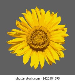 
Bright yellow inflorescence of sunflower on a white background. Realistic Helianthus Flower