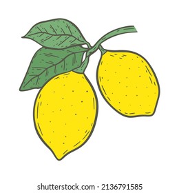 Bright yellow lemons on twig with leaves isolated vintage illustration. Composition citrus fruits hand engraved. Healthy organic food vector