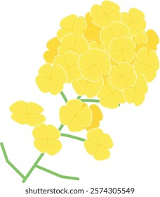 Bright Yellow Rape Seed Flower  Plant Vector
