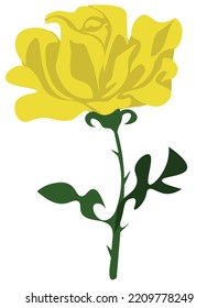 A bright, yellow  rose on a white background