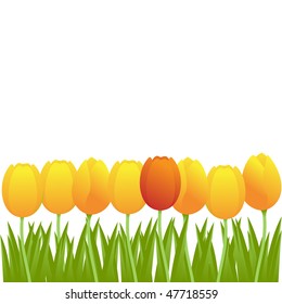 Bright yellow and single red tulips isolated on white background. Vector illustration.