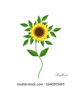 Bright yellow sunflower close-up with isolated leaves, vector illustration, white background