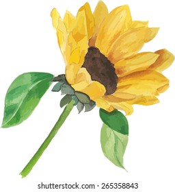 Bright yellow sunflower, vector drawing