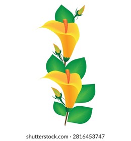 Brighten your creative layouts with this elegant vertical calla lily vector illustration. Isolated on a crisp white background, the design showcases two beautifully layered golden-yellow blossoms accented with fiery orange spadices, unfurling green leaves, and delicate unopened flower buds climbing a central stem. Perfectly optimized for wedding invitations, greeting cards, cosmetic packaging designs, botanical prints, and decorative side borders or corner accents.#CallaLily #YellowFlowers #FloralIllustration #BotanicalArt #VectorGraphic #DesignElement #NatureClipart #WeddingStationery #FlowerBorder