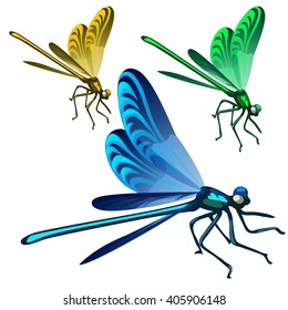 Brightly colored dragonfly. Insects isolated on white background. Vector illustration.