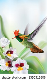 Brightly colored hummingbird tufted coquette Lophornis ornatus in flight from above over white orchids. Vector curves and mesh illustration