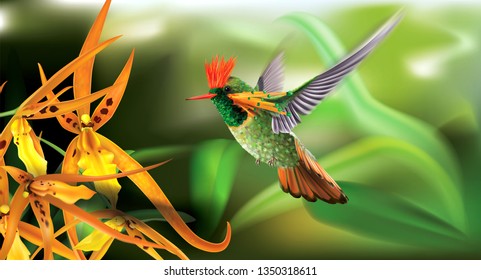 Brightly colored hummingbird tufted coquette Lophornis ornatus in flight from above over yellow orchids. Vector curves and mesh illustration