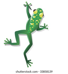 Brightly colored poison tropical frog isolated against a white background. Frog has bright yellow spots on its green skin.