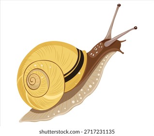 A brightly colored snail illustration, showcasing its distinctive shell and gentle movement.