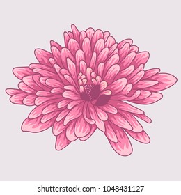 Brignt violet colored chrysanthemum. Colored and lined chrysanthemum flower
