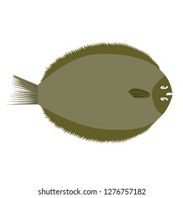 Brill, european flat fish. Flat color style vector illustration.