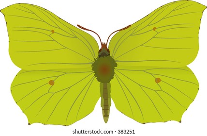 brimstone butterfly