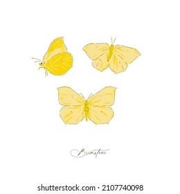 Brimstone Butterfly Insect Hand Drawn Vector Illustration Set Isolated On White. Vintage Curiosity Cabinet Aesthetic Print.