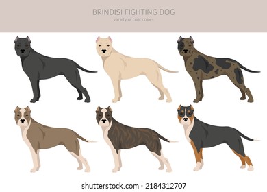 Brindisi fighting dog clipart. Different coat colors and poses set.  Vector illustration