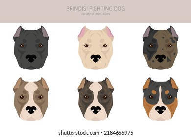 Brindisi fighting dog clipart. Different coat colors and poses set.  Vector illustration
