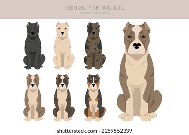 Brindisi fighting dog clipart. Different coat colors and poses set.  Vector illustration