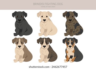 Brindisi fighting dog puppy clipart. Different coat colors and poses set.  Vector illustration
